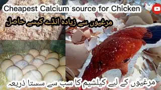How To Improve Chicken Eggs Production||Cheapest Calcium source for Chicken 🐔