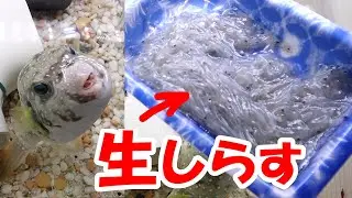 【懐くフグ】生しらすを爆食する姿が可愛すぎるサザナミフグちゃん♪　　大食い　早食い　食いしん坊　blowfish　c&aacute; n&oacute;c　ikan buntal　ปลาปักเป้า　baiacu