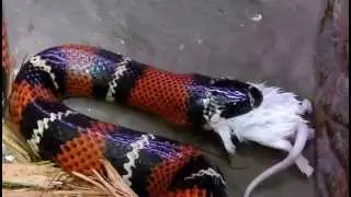 Stuart's Milk Snake Eating