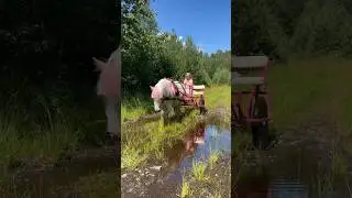 Barbie horse with PINK wagon💗 #shorts #barbie #horse