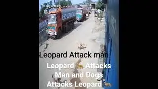 Man vs Wild: Leopard Attacks man and dog attacks leopard  #shorts #short #ytshorts #viralshorts
