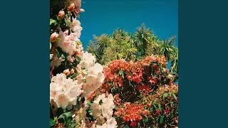 LSD
