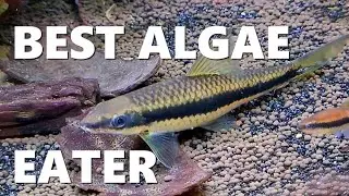 WHY this is the BEST ALGAE EATING Fish | They Never Stop