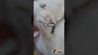 Cat facts male cat and cat behavior, facts about male cat videos,