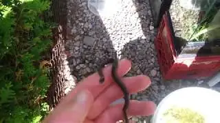 My new pet snake! (Northern red bellied snake)