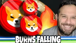 Shiba Inu Coin | SHIB Burns Are Falling, But Market Sentiment Is Painting A Different Picture!