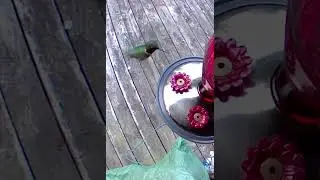 What's All That Buzzing Going On? [Hummingbird Thirst Trap ]