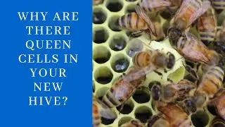 Why Are There Queen Cells In Your New Hive?