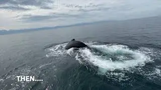 Amazing Whale Experience - Banderas Bay