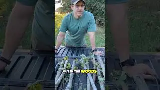 Harvesting walking sticks!