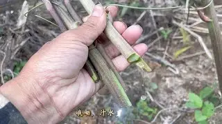 寻找山边不可多得的野菜之王一牛尾厥，“咔嚓”－声，汁水全冒！