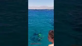 Dolphin reef Eilat 2021 Эйлат дельфинариум