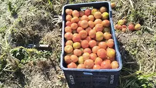 आज की हमने टमाटर की तुड़ाई# tamato farming 🧺#like and subscribe