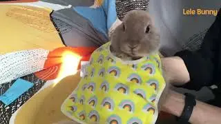 DO YOU LOVE BUNNY? LOVE THIS ONE / Makkah Live | Mecca Live | The Holy Quran Channel