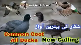 Common coot all ducks new calling | Coot birds voice | Ducks call sound | Coot ki awaz
