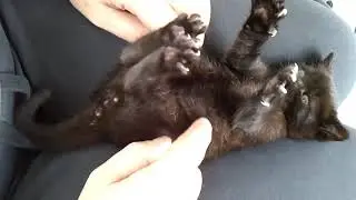 Tiny Kitten - BIG Meow! Cutest Black kitten ever