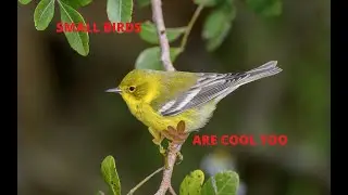 Small Birds on a 