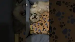 Am a professional napper 💤 #shiranian #sleepydog