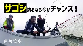【サゴシ・サワラ】釣るなら今がチャンス