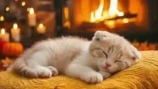Salinan dari My Cat's Anxiety Vanished: 3 Hours of Calming Music That Works Wonders