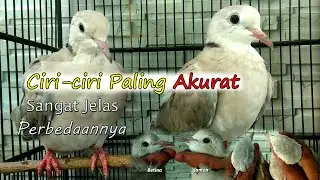 Cara Membedakan ankan Puter Pelung Jantan dan Betina | Ciri-ciri Anakan Burung Puter Pelung Jantan