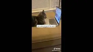 Hilarious Funny Animal Videos! 🤣🐾 #funny #funnycomedy #funnyvideo #cat #funnycatvideos #bellylaugh