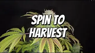 Reptar Zereal - Bud Showcase