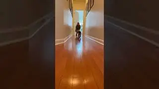 😂 🐈 The SCREAM! Siamese cat (Miso) loses it when the toy moves #catsoftiktok #siamesecat #funnycats