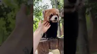 Red panda  #redpanda夕消 #animals #cute #cutestanimals #cuteanimals #animalphotos #panda #animal