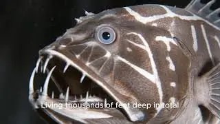 Fangtooth (Anoplogaster cornuta)