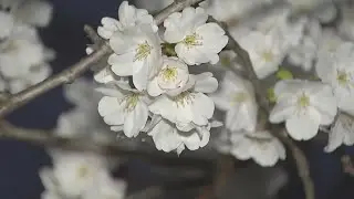 Visitors flock to DC for cherry blossom peak bloom