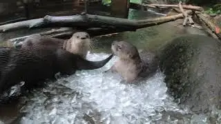 River Otters Love Playing And Sliding In Ice
