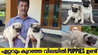 Pug Puppies വിലക്കുറവിൽ ഇവിടെ ഉണ്ട്‌! Cute Pug Puppies For Sale at Low Price | Dog Farming Malayalam