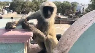 bandar | monkey video | monkey | monkey voice | bandar funny manki jumping video