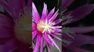 How to Ax dragon fruit tree flower pollination @Dragon fruit