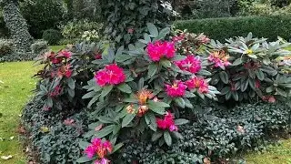 Sadzenie rododendronów. Mój niezawodny sposób 