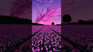 Tulip Sunset Bliss 🌷 #sunsets