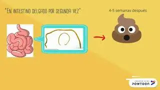Toxocara cati/ Toxocara canis x2