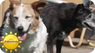 Gro&szlig;e Herausforderungen und eine ungewisse Zukunft - Hundehilfe am Ende | SAT.1 Fr&uuml;hst&uuml;cksfernsehen