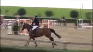 FOR SALE *2009 mare by Casillas TOP JUNIOR JUMPER