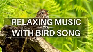 Relaxing Music with Bird Song, Birdsong Meditation Music, Relaxing Weightless