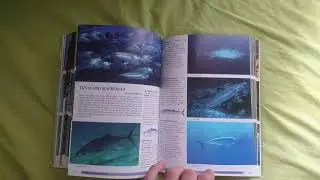 coral reef guide red sea