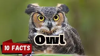 10 Fascinating Facts About Owls for kids| The Mysterious Birds of the Night #OwlFacts
