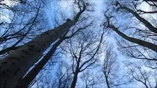 Blue Trees