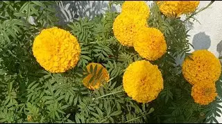 Garden Tourr #youtube #flowers #plants #terracegardenindia #terracegarden #garden 