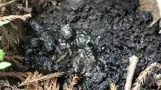 Ontholestes Rove Beetles Wait in Ambush for Greenbottle Fly on Dunghill of Japanese Badgers