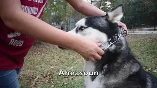 Collar De Picos Perro Tipo Aleman Con Puntas Goma Comfort