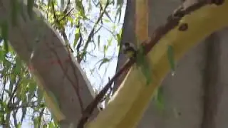 Chapim-real (Parus major) no Campo Grande