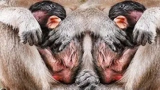 Very Adorable Wildlife Baby Monkey Moment 2026 With Mommy