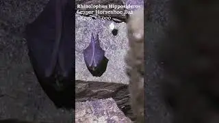 wild BAT sleeping in a CAVE #shorts #documentary #wildlife #ecology #rewilding #biology